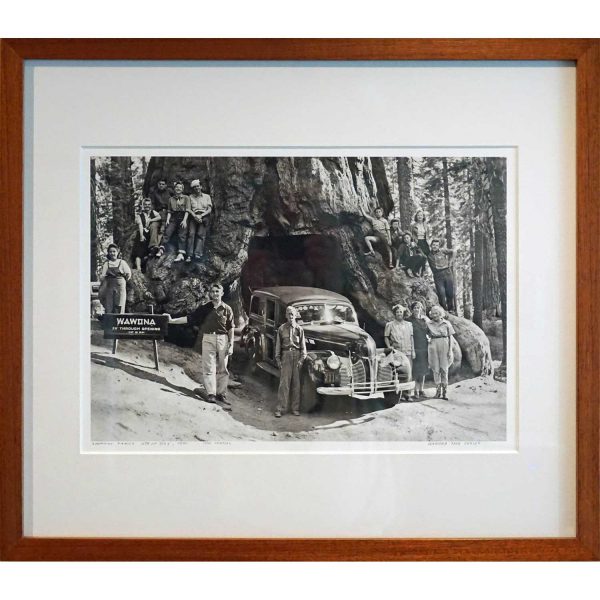 Wawona Tree Series. 'American Family, 4th Of July 1940'